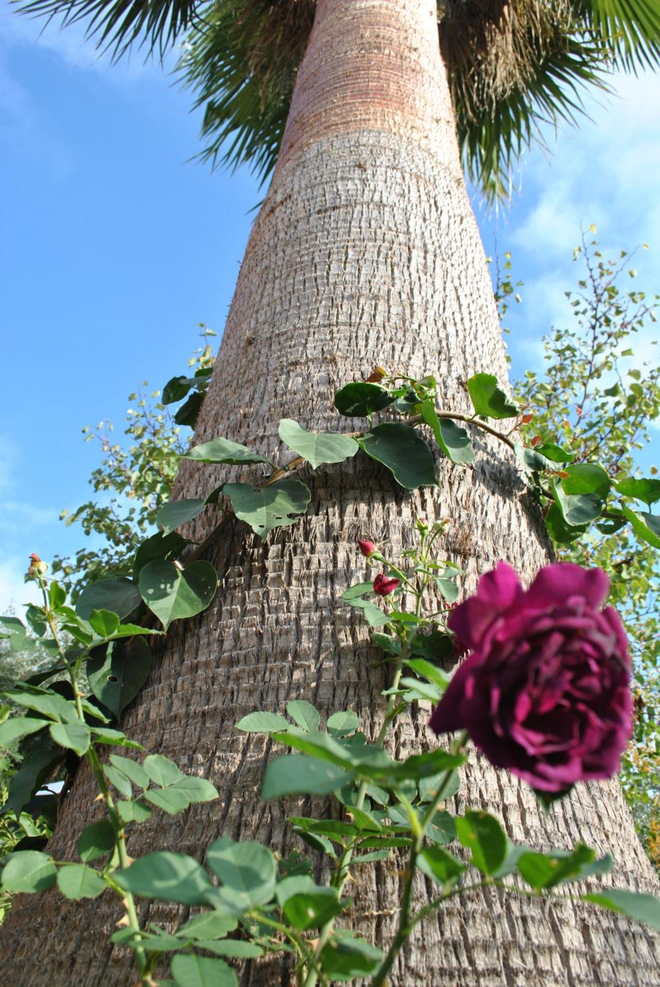 Sous L'Olivier Bed & Breakfast Menton Exterior photo